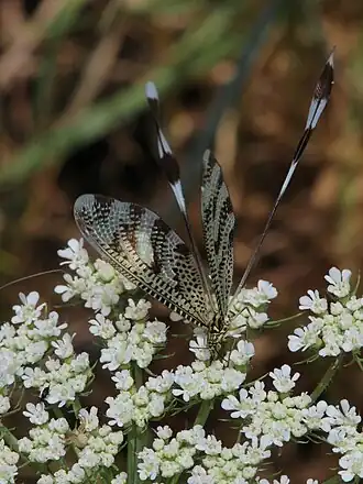 Nemoptera aegyptiaca