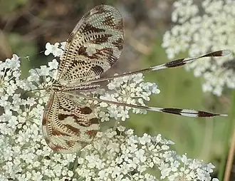 Griekse wimpelstaart