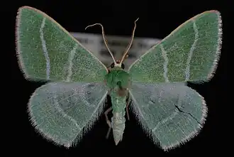 Nemoria caerulescens