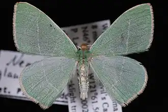 Nemoria glaucomarginaria