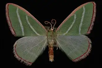 Nemoria splendidaria