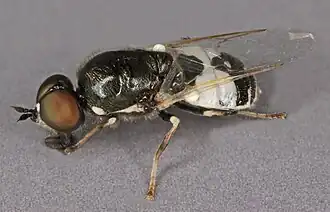 Kweldersnuitwapenvlieg