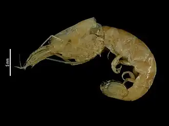 Nennalpheus inarticulatus