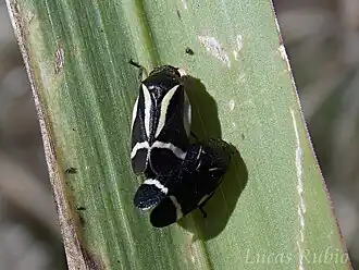 Notozulia entreriana