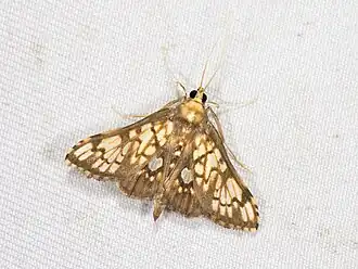 Neoanalthes nebulalis