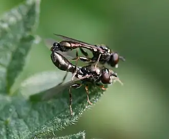 Donkere korsetzweefvlieg