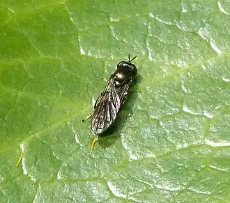 Scheefvlek-korsetzweefvlieg