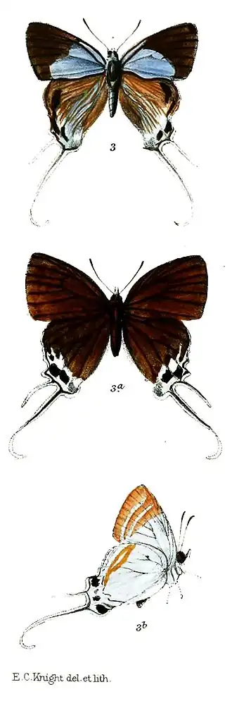 Jacoona fabronia