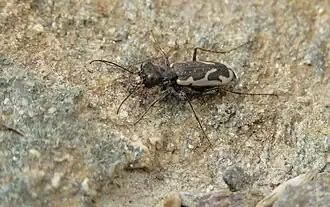 Neocicindela dunedensis