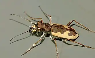 Neocicindela latecincta