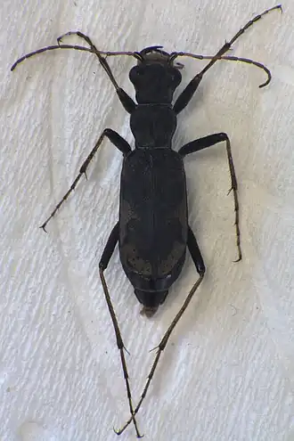 Neocicindela spilleri