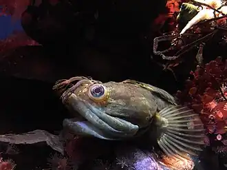 Neoclinus uninotatus