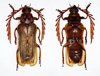 Neoclosterus curvipes