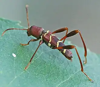 Neoclytus acuminatus