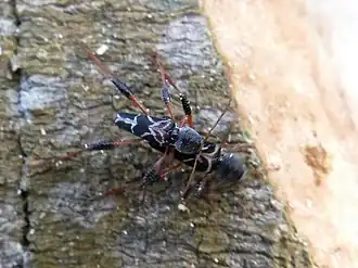 Neoclytus araneiformis