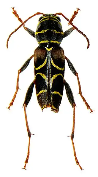 Neoclytus scutellaris