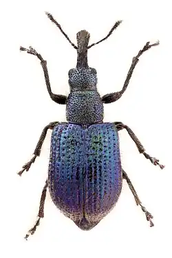 Neocoenorhinidius pauxillus