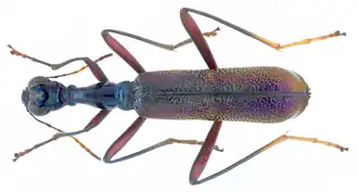 Neocollyris auripennis