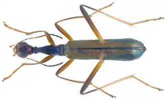 Neocollyris discretegrossesculpta