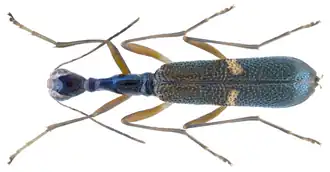 Neocollyris linearis