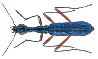 Neocollyris cruentata