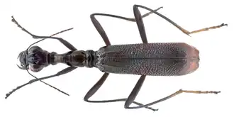 Neocollyris strangulata