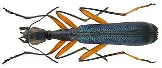 Neocollyris bonellii