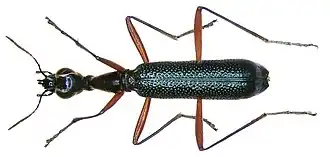 Neocollyris celebensis