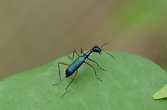 Neocollyris fuscitarsis