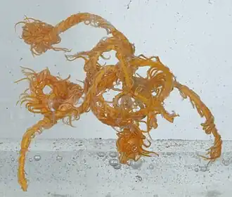 Neocomatella pulchella