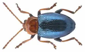 Neocrepidodera femorata