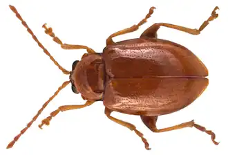 Neocrepidodera impressa