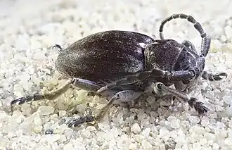 Neodorcadion virleti