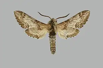 Neogene albescens