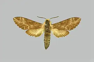 Neogene corumbensis