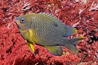 Neoglyphidodon polyacanthus