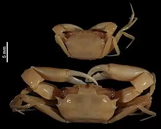 Neogoneplax renoculis