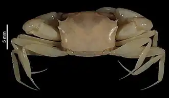 Neogoneplax serratipes