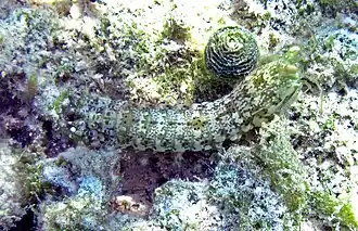 Lysiosquilla scabricauda