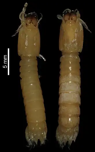 Neogonodactylus minutus