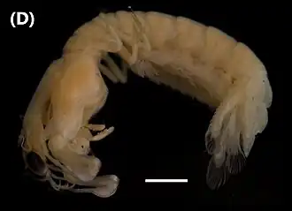 Neogonodactylus torus