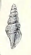 Neoguraleus amoenus