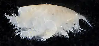 Neohaustorius biarticulatus