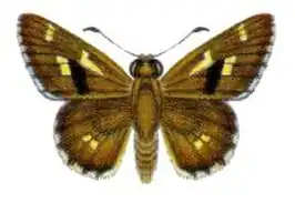 Neohesperilla xiphiphora