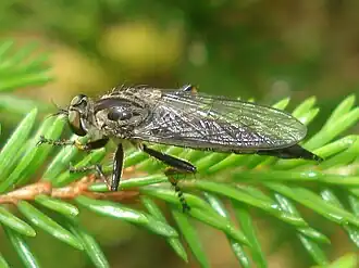 Zuidelijke bosrandroofvlieg