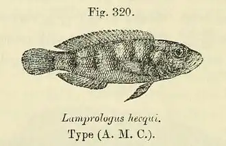 Neolamprologus hecqui