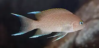 Neolamprologus marunguensis