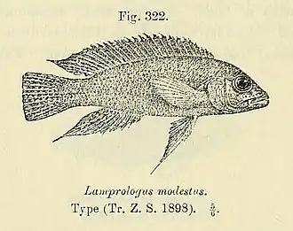 Neolamprologus modestus