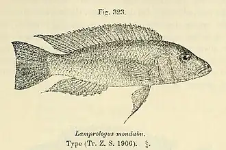 Neolamprologus mondabu