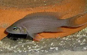 Neolamprologus olivaceous